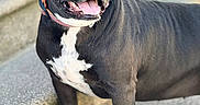 Dixie is registered to the contest to win money with this photo: dog, black_dog, white_markings, pet, canine, outdoor, sunlight, steps, stone, tongue_out, ears_up, happy, friendly, collar, animal, mammal, side_view, standing, closeup, daylight