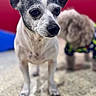 dog, small_dog, black_and_white, ears, close_up, standing, floor, indoor, blurred_background, another_dog, colorful_background, pet, animal, curious, portrait, companion, domestic_animal, cute, furry, canine