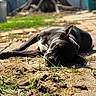 Dixie is registered to the contest to win money with this photo: dog, black_dog, sleeping, outdoor, sunlight, grass, dirt, relaxing, pet, animal, canine, collar, nature, backyard, sunny, resting, close_up, blurred_background, peaceful, one_ear_up