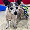 dog, small_dog, black_and_white, ears, pet, indoor, floor, blurred_background, colorful, animal, canine, companion, fur, cute, looking, standing, two_dogs, patterned_clothing, spot, closeup