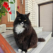 Piki is registered to the contest to win money with this photo: cat, fluffy, black_and_white, sitting, stairs, outdoor, flower, red_flower, plant, door, window, house, pet, animal, whiskers, fur, paw, tail, calm, portrait