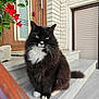 cat, fluffy, black_and_white, sitting, stairs, outdoor, flower, red_flower, plant, door, window, house, pet, animal, whiskers, fur, paw, tail, calm, portrait