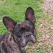 Rocket a rejoint le concours — aidez-le/la à gagner de superbes lots ! animal, black_dog, brindle, canine, close_up, dog, french_bulldog, garden, grass, gravel, large_ears, looking_at_camera, natural_light, outdoor, path, pet, portrait, short_snout, standing, wrinkled_face