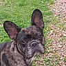 animal, black_dog, brindle, canine, close_up, dog, french_bulldog, garden, grass, gravel, large_ears, looking_at_camera, natural_light, outdoor, path, pet, portrait, short_snout, standing, wrinkled_face