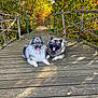 dog, canine, pets, outdoor, bridge, wooden, autumn, fall, leaves, nature, sunlight, tongue_out, fluffy, two_animals, resting, daytime, greenery, trees, park, relaxing