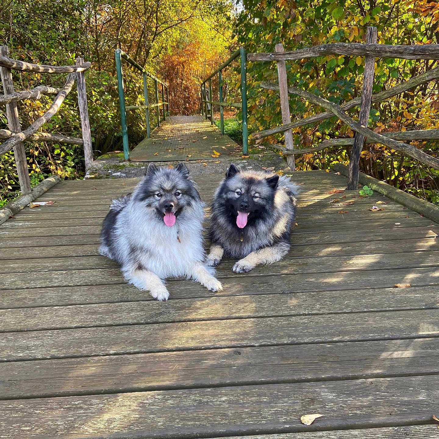 Nymeria Et Ghost a rejoint le concours — aidez-le/la à gagner de superbes lots ! autumn, bridge, canine, daytime, dog, fall, fluffy, greenery, leaves, nature, outdoor, park, pets, relaxing, resting, sunlight, tongue_out, trees, two_animals, wooden