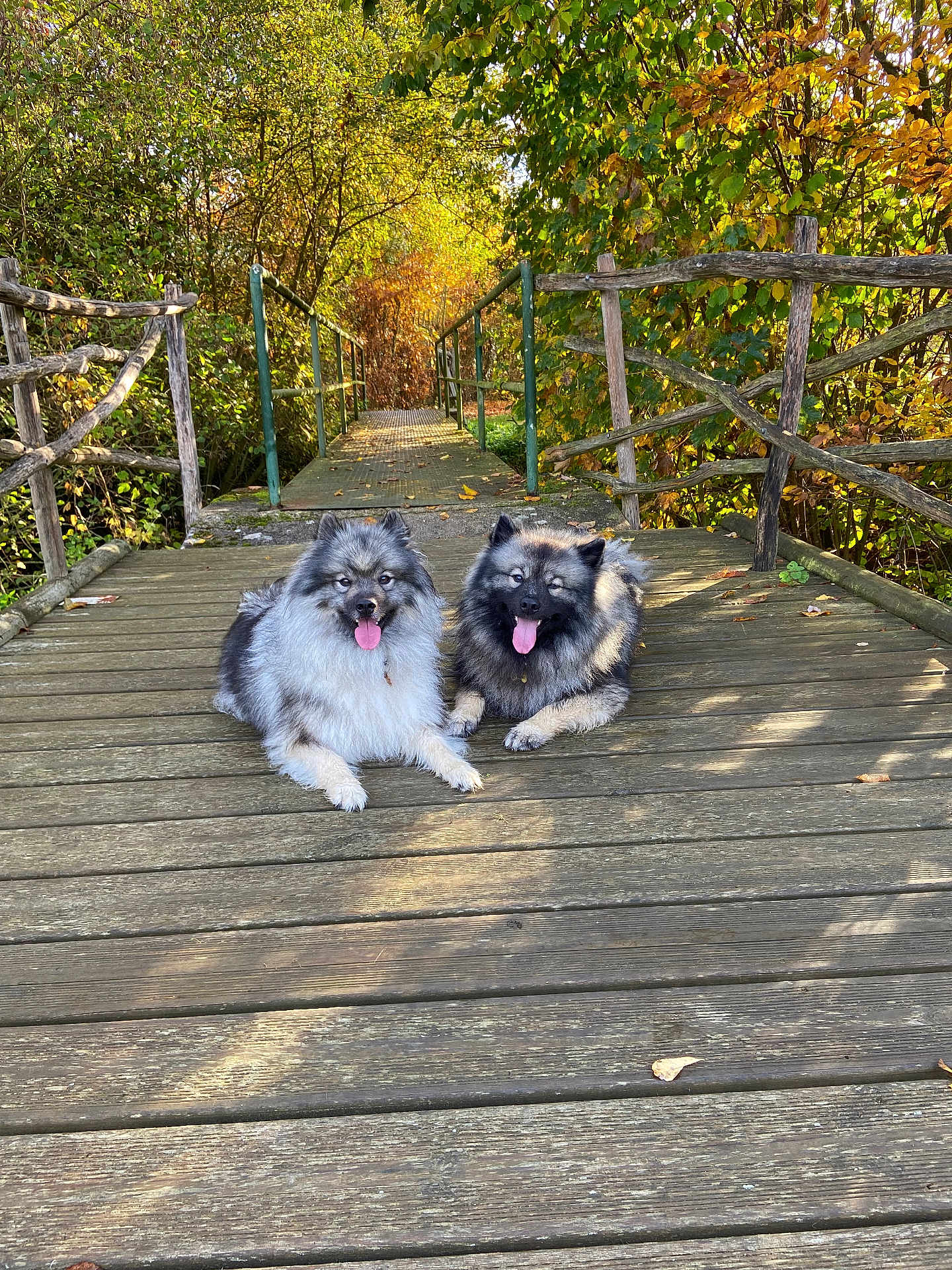 Nymeria Et Ghost a rejoint le concours — aidez-le/la à gagner de superbes lots ! dog, canine, pets, outdoor, bridge, wooden, autumn, fall, leaves, nature, sunlight, tongue_out, fluffy, two_animals, resting, daytime, greenery, trees, park, relaxing