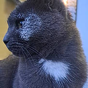 Chouchou participe au concours pour gagner de l'argent avec cette photo : cat, gray_cat, white_patch, fur, close_up, side_profile, whiskers, animal, pet, outdoor, soft_light, blurred_background, looking_away, feline, mammal, cute, domestic_cat, portrait, nature, quiet