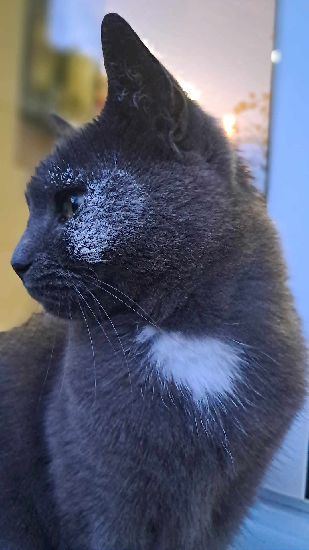 Chouchou participe au concours pour gagner de l'argent avec cette photo : cat, gray_cat, white_patch, fur, close_up, side_profile, whiskers, animal, pet, outdoor, soft_light, blurred_background, looking_away, feline, mammal, cute, domestic_cat, portrait, nature, quiet
