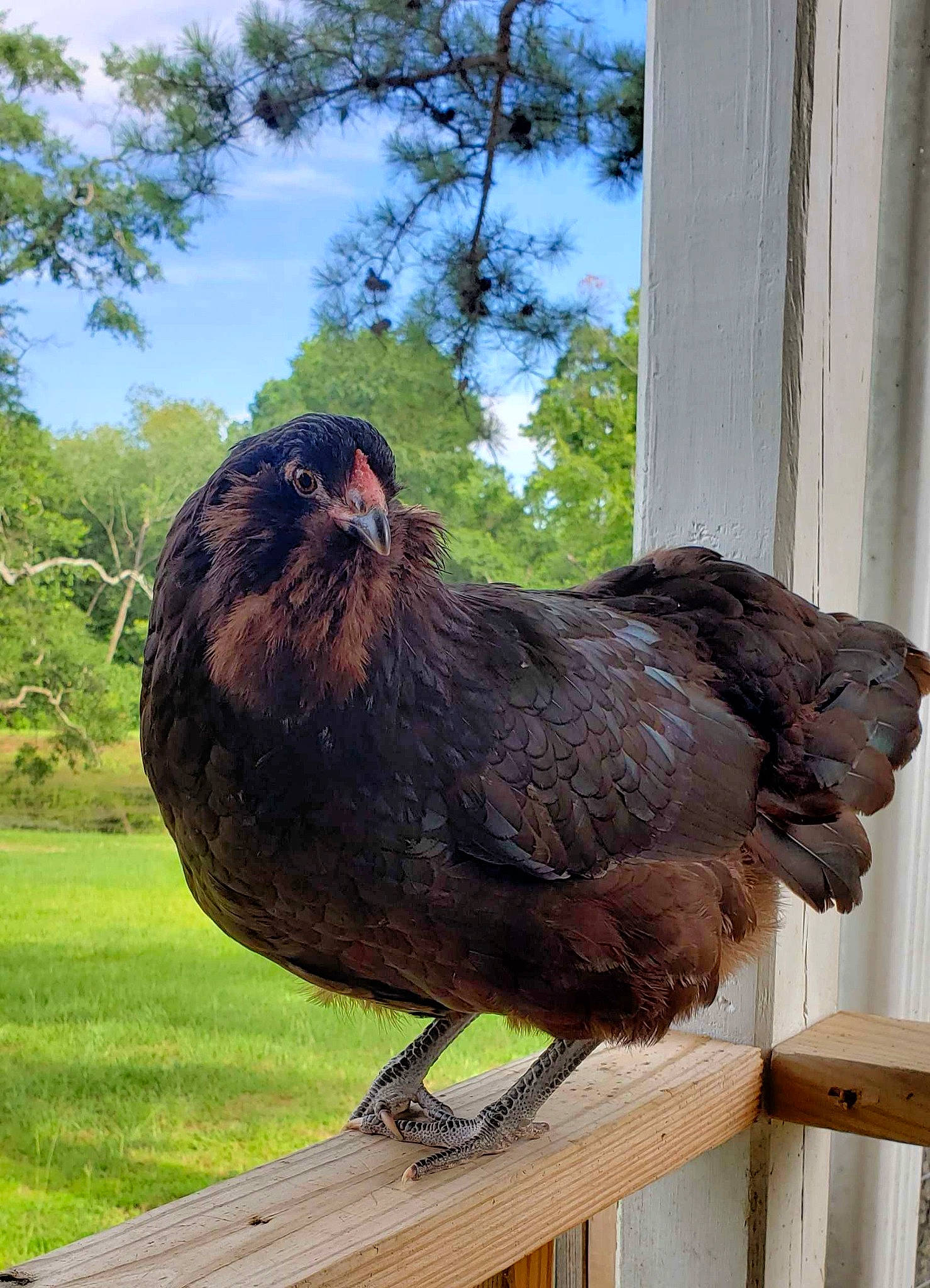 Elly May joined the competition — help win amazing prizes! beak, bird, chicken, galliformes, poultry