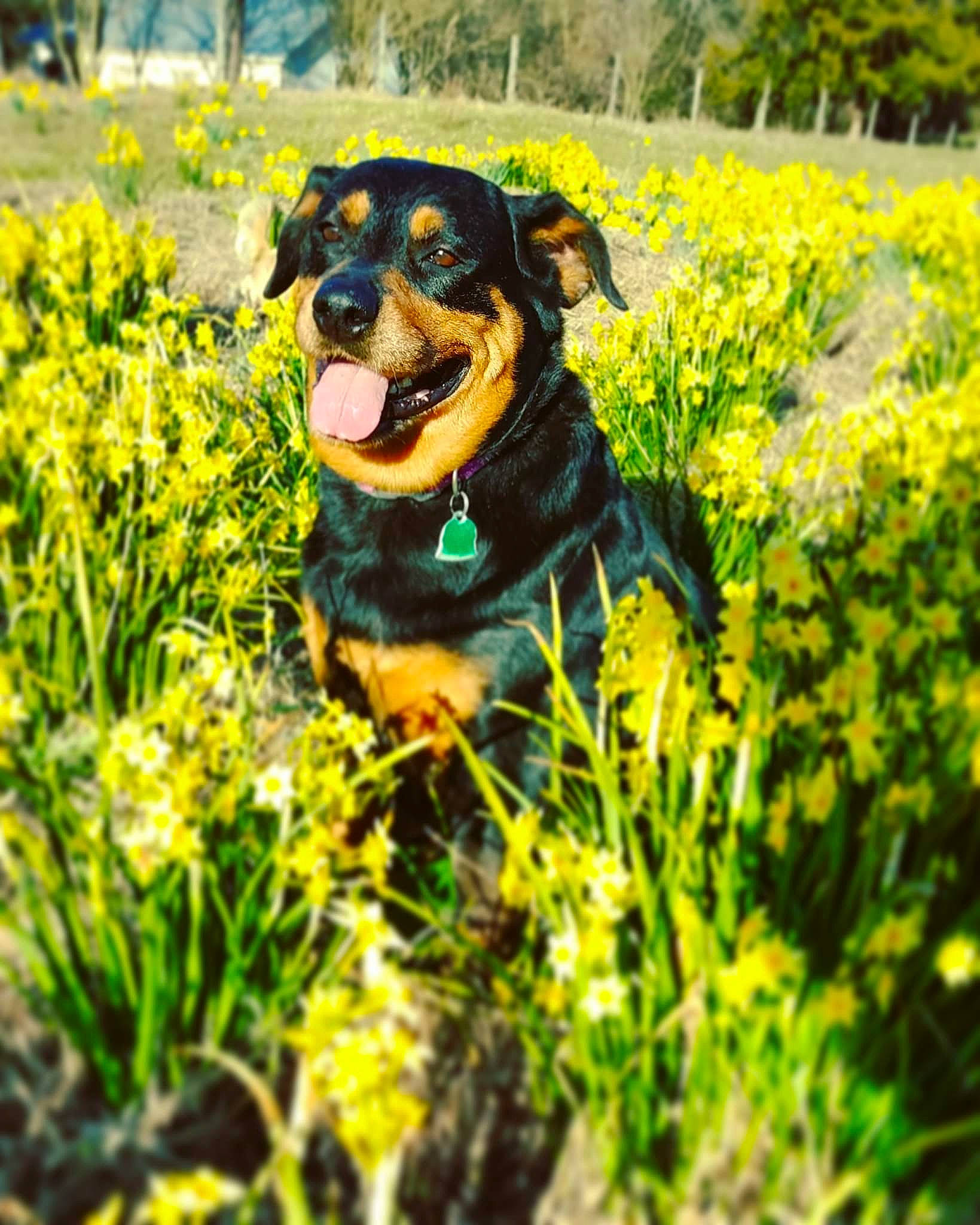 Isabel joined the competition — help win amazing prizes! beauceron, canidae, carnivore, dog, dog_breed, entlebucher_mountain_dog, flower, grass, huntaway, hunting_dog, mammal, meadow, mustard_and_cabbage_family, plant, rapeseed, rottweiler, spring, wildflower, working_dog, yellow