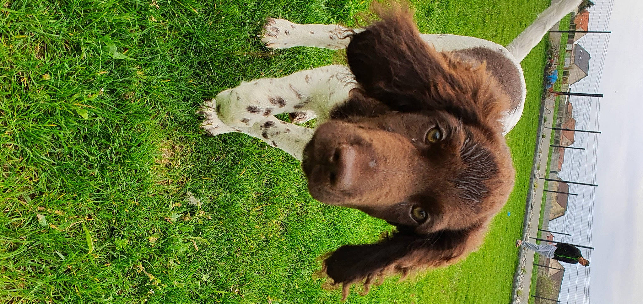 Tango participe au concours pour gagner de l'argent avec cette photo : bear, big_cats, bison, bovine, brown_bear, canidae, carnivore, dog_breed, fawn, fur, grass, grassland, grizzly_bear, groundcover, horn, ladder, liver, snout, terrestrial_animal, working_animal