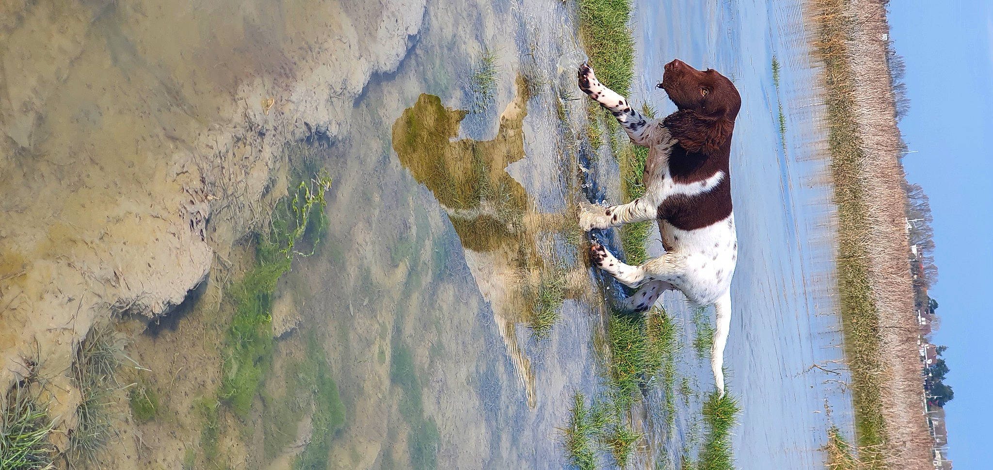 Tango a rejoint le concours — aidez-le/la à gagner de superbes lots ! beach, canidae, carnivore, dog, dog_breed, fawn, fun, grass, lake, leisure, plant, reflection, shadow, sporting_group, tail, tree, water, wave, wind_wave, wood