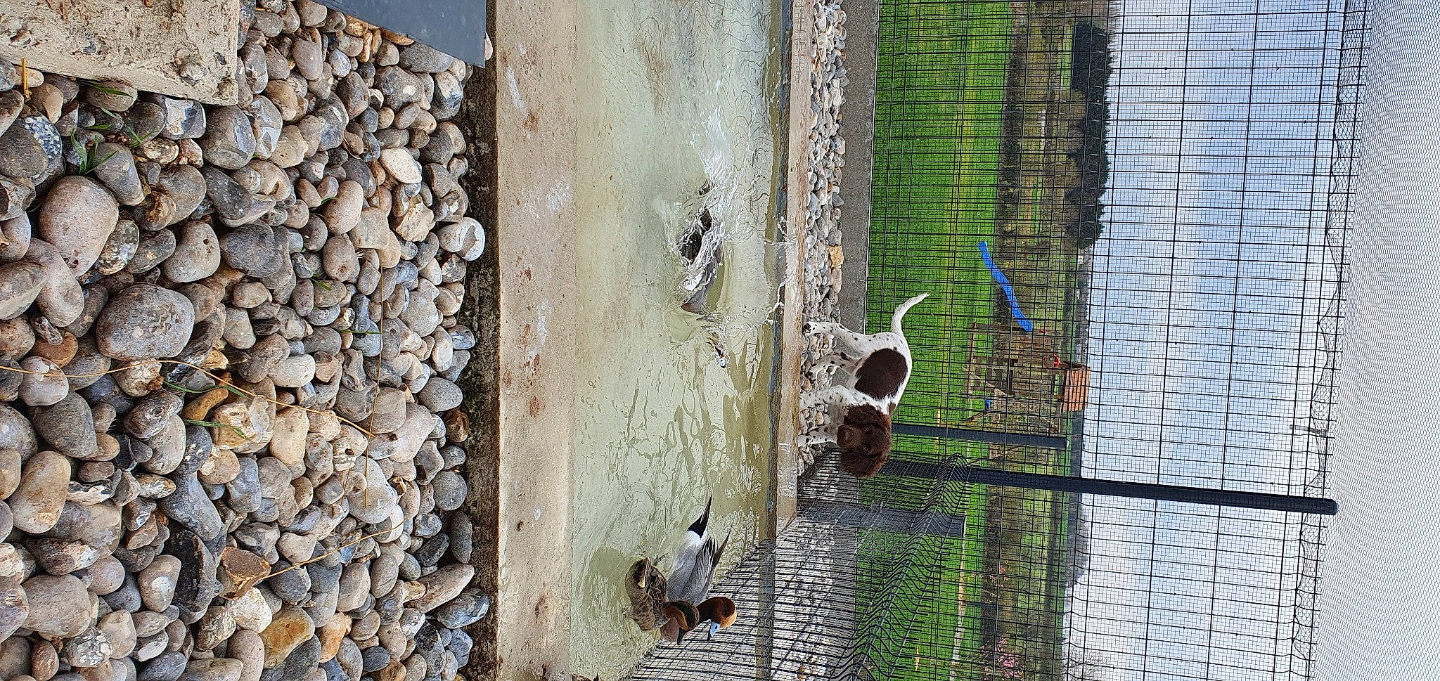 Tango participe au concours pour gagner de l'argent avec cette photo : beak, bedrock, bird, building, cage, chain_link_fencing, concrete, door, facade, grass, house, mesh, metal, pet_supply, plant, water, wildlife, window, wire_fencing, wood