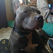 Chop is registered to the contest to win money with this photo: dog, indoor, pet, animal, collar, black, brown, close_up, calm, seated, furniture, fabric, pattern, household, domestic, muzzle, ears, whiskers, portrait, companion