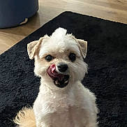 Niko is registered to the contest to win money with this photo: dog, puppy, white_fur, fluffy, small_dog, sitting, licking_nose, open_mouth, black_rug, indoor, home, wood_floor, portrait, pet, cute, adorable, looking_at_camera, curly_fur, tail, animal