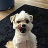 dog, puppy, white_fur, fluffy, small_dog, sitting, licking_nose, open_mouth, black_rug, indoor, home, wood_floor, portrait, pet, cute, adorable, looking_at_camera, curly_fur, tail, animal