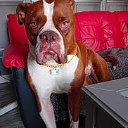 Thanos is registered to the contest to win money with this photo: dog, brown, white, gold_chain, collar, living_room, red_couch, gray_blanket, floor, furniture, pet, canine, indoor, portrait, alert, standing, ears, face, fur, expression