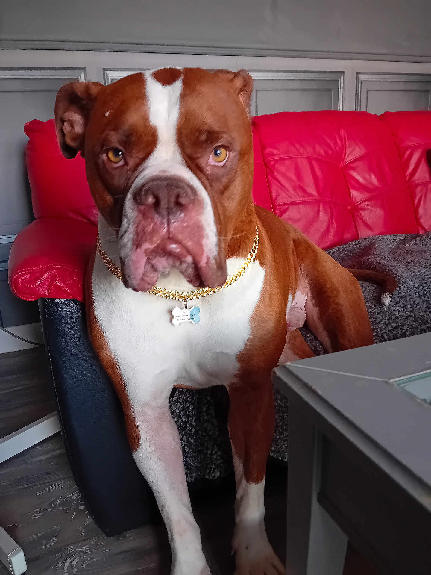 Thanos is registered to the contest to win money with this photo: dog, brown, white, gold_chain, collar, living_room, red_couch, gray_blanket, floor, furniture, pet, canine, indoor, portrait, alert, standing, ears, face, fur, expression