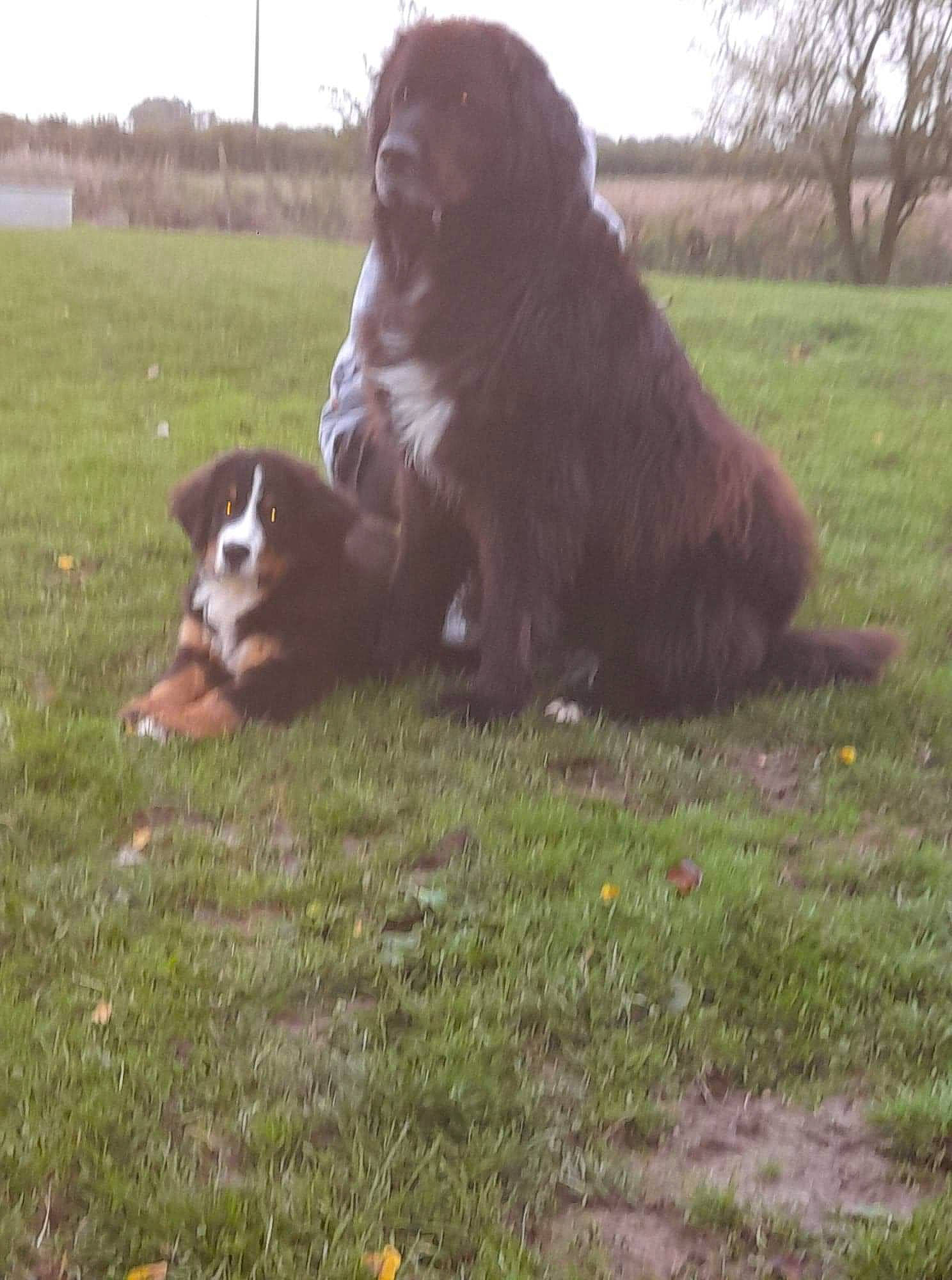 Happy participe au concours pour gagner de l'argent avec cette photo : canidae, carnivore, companion_dog, dog, dog_breed, fawn, fur, grass, grassland, gun_dog, liver, pasture, plant, sky, snout, sporting_group, terrestrial_animal, tree, working_animal, working_dog