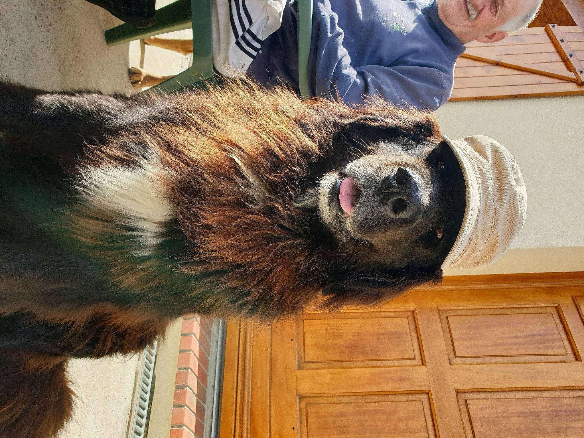 Happy a rejoint le concours — aidez-le/la à gagner de superbes lots ! canidae, claw, companion_dog, dog_breed, door, flooring, fur, hardwood, liver, natural_material, snout, sporting_group, tail, terrestrial_animal, whiskers, wood, wood_stain