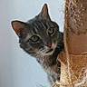 cat, tabby, scratching_post, curious, indoor, pet, animal, feline, playful, fur, whiskers, ears, claws, texture, rope, close_up, peeking, home, cute, eyes