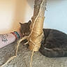 Baloo participe au concours pour gagner de l'argent avec cette photo : cat, gray_cat, cat_tree, scratching_post, rope, tattoo, bracelets, hand, petting, indoor, furry, relaxed, feline, animal, resting, cozy, carpeted, scratched, closeup, wall
