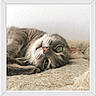 cat, tabby_cat, green_eyes, whiskers, close_up, furry, relaxed, lying_down, soft_texture, blanket, pet, animal, cute, indoor, resting, sleepy, face, ears, nose, cozy