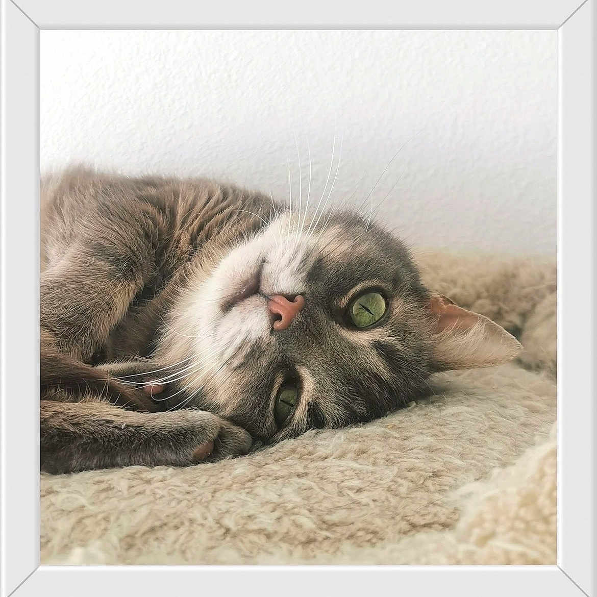 Baloo participe au concours pour gagner de l'argent avec cette photo : cat, tabby_cat, green_eyes, whiskers, close_up, furry, relaxed, lying_down, soft_texture, blanket, pet, animal, cute, indoor, resting, sleepy, face, ears, nose, cozy