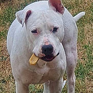 Tulio a rejoint le concours — aidez-le/la à gagner de superbes lots ! dog, white_dog, bone, grass, outdoor, pet, animal, canine, muzzle, ears, tail, four_legs, spot, treat, playful, standing, nature, daylight, snack, friendly
