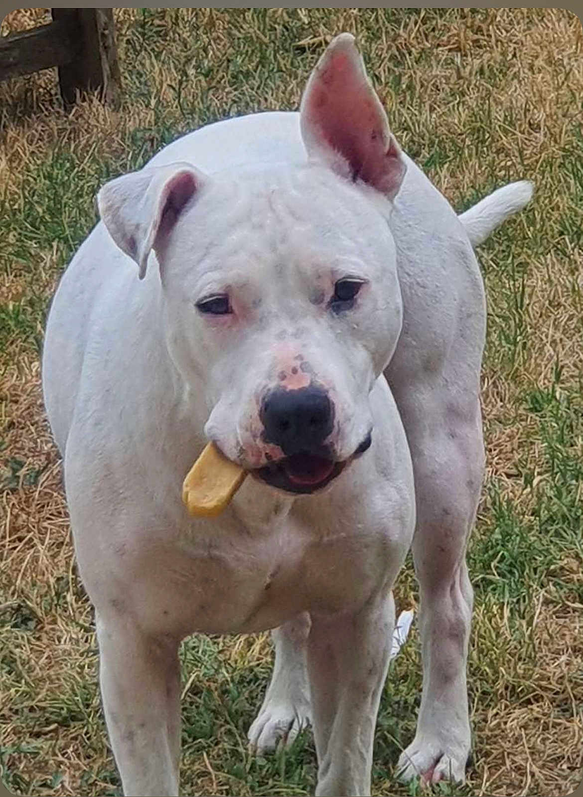 Tulio a rejoint le concours — aidez-le/la à gagner de superbes lots ! dog, white_dog, bone, grass, outdoor, pet, animal, canine, muzzle, ears, tail, four_legs, spot, treat, playful, standing, nature, daylight, snack, friendly