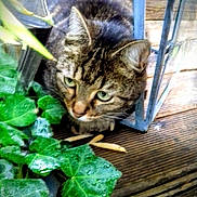 Like a rejoint le concours — aidez-le/la à gagner de superbes lots ! animal, brown, cat, close_up, crouching, curious, daylight, ears, eyes, feline, green_leaves, leafy_plant, nature, outdoor, pet, plant, striped, tabby_cat, water_droplets, wooden_deck