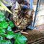 animal, brown, cat, close_up, crouching, curious, daylight, ears, eyes, feline, green_leaves, leafy_plant, nature, outdoor, pet, plant, striped, tabby_cat, water_droplets, wooden_deck