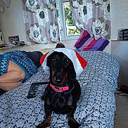 Noisette a rejoint le concours — aidez-le/la à gagner de superbes lots ! canidae, carnivore, dachshund, dog, dog_breed, fawn, german_shorthaired_pointer, labrador_retriever, pointer, sporting_group