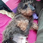 Eden a rejoint le concours — aidez-le/la à gagner de superbes lots ! australian_silky_terrier, bolonka, cairn_terrier, canidae, carnivore, catalan_sheepdog, dog, dog_breed, mammal, poodle_crossbreed, puppy, rare_breed_dog, schnoodle, sporting_group, sporting_lucas_terrier, terrier, toy_dog, vertebrate, yorkipoo, yorkshire_terrier