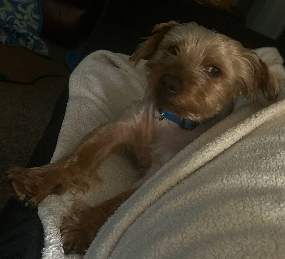 Archie is registered to the contest to win money with this photo: canidae, carnivore, comfort, companion_dog, dog, dog_breed, fawn, fur, liver, non_sporting_group, small_terrier, snout, sporting_group, terrier, toy_dog, wood, working_animal, working_terrier