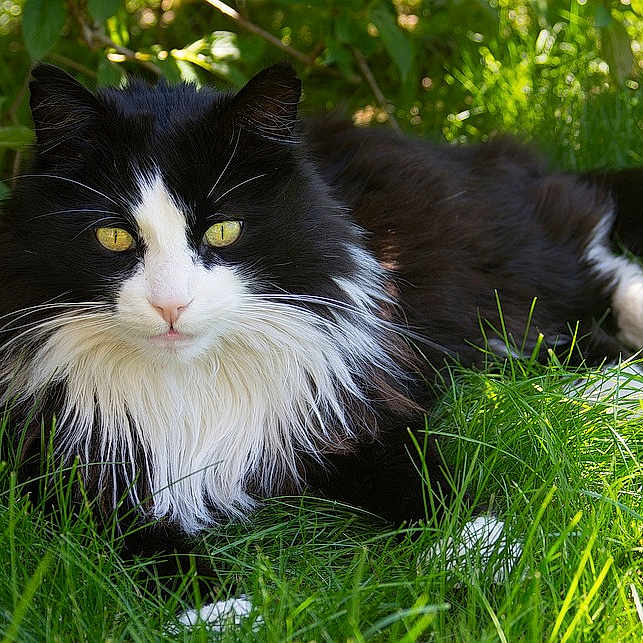 Oreo participe au concours pour gagner de l'argent avec cette photo : animal, black_and_white, cat, close_up, ears, feline, fur, garden, grass, greenery, laying_down, long_hair, mammal, nature, outdoor, pet, relaxed, sunlight, whiskers, yellow_eyes