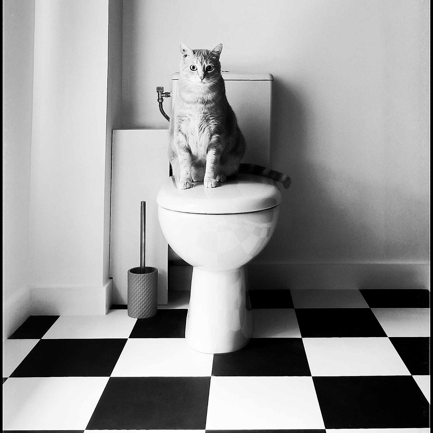 Jean a rejoint le concours — aidez-le/la à gagner de superbes lots ! animal, bathroom, black_and_white, cat, checkered_floor, clean, curious, domestic, feline, indoor, minimalist, monochrome, pet, plumbing, portrait, quiet, sitting, still_life, tile_floor, toilet