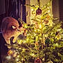Jean participe au concours pour gagner de l'argent avec cette photo : animal, cat, celebration, christmas_tree, closeup, cozy, curious, decorations, feline, festive, greenery, holiday, indoor, lights, ornaments, pet, pine_tree, seasonal, sparkle, warm_light