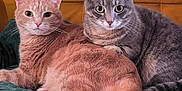 Jean Et Michel participe au concours pour gagner de l'argent avec cette photo : alert, animal, blanket, cat, companion, couch, cute, ears, feline, fur, gray_cat, indoor, orange_cat, pet, relaxed, resting, snuggle, tail, two_cats, whiskers