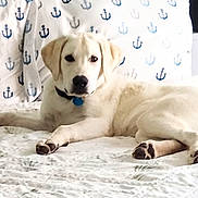 Oakley joined the competition — help win amazing prizes! anchor_pattern, animal, bed, canine, collar, cute, dog, domestic, fur, furniture, home, indoor, labrador, paw, pet, pillow, relaxed, resting, sleeping_area, white_dog