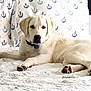 anchor_pattern, animal, bed, canine, collar, cute, dog, domestic, fur, furniture, home, indoor, labrador, paw, pet, pillow, relaxed, resting, sleeping_area, white_dog