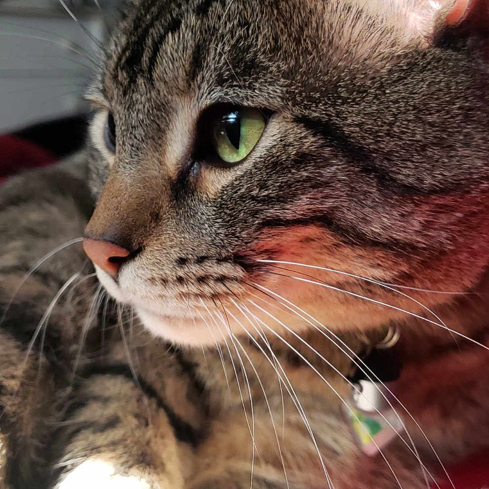 Apollo joined the competition — help win amazing prizes! abyssinian, accessories, animal, bodypart, cat, collar, ear, egyptiancat, kitten, manx, pet