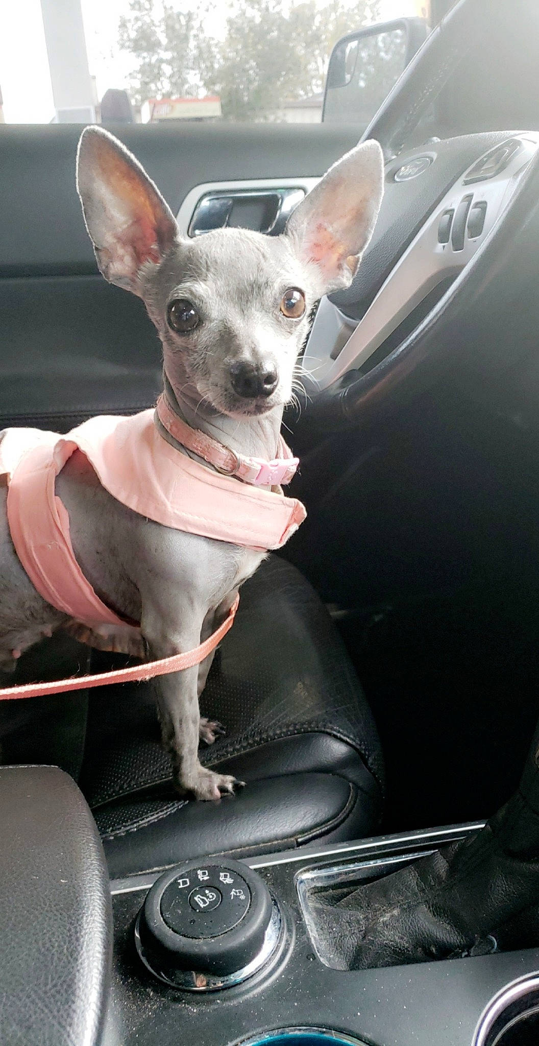 Loulou Annabelle is registered to the contest to win money with this photo: american_hairless_terrier, canidae, car, carnivore, chihuahua, companion_dog, dog, dog_breed, english_toy_terrier, mammal, non_sporting_group, prazsky_krysarik, puppy, rare_breed_dog, snout, toy_dog, vertebrate