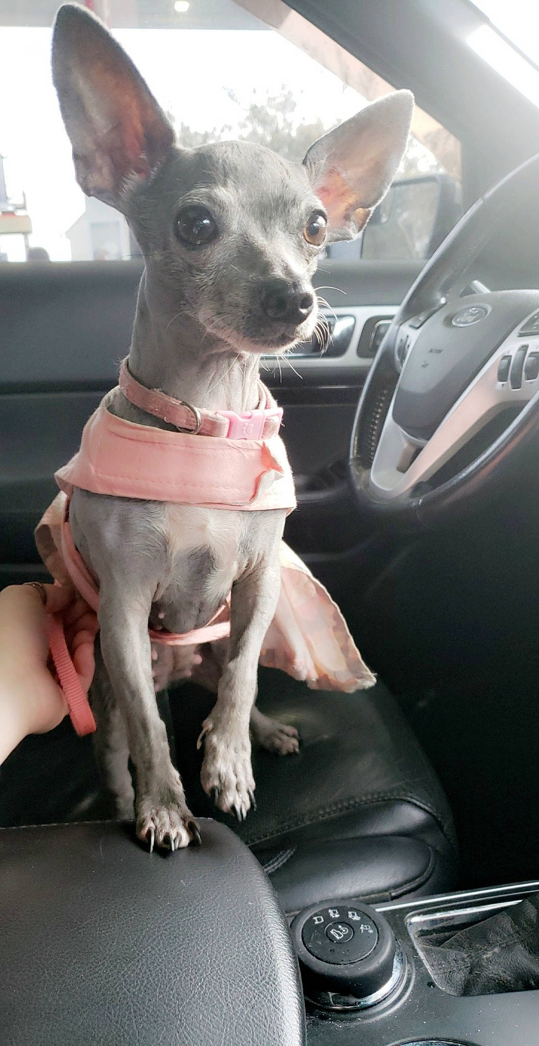 Loulou Annabelle is registered to the contest to win money with this photo: american_hairless_terrier, canidae, carnivore, chihuahua, companion_dog, dog, dog_breed, fawn, mammal, mexican_hairless_dog, non_sporting_group, peruvian_hairless_dog, snout, toy_dog, vertebrate