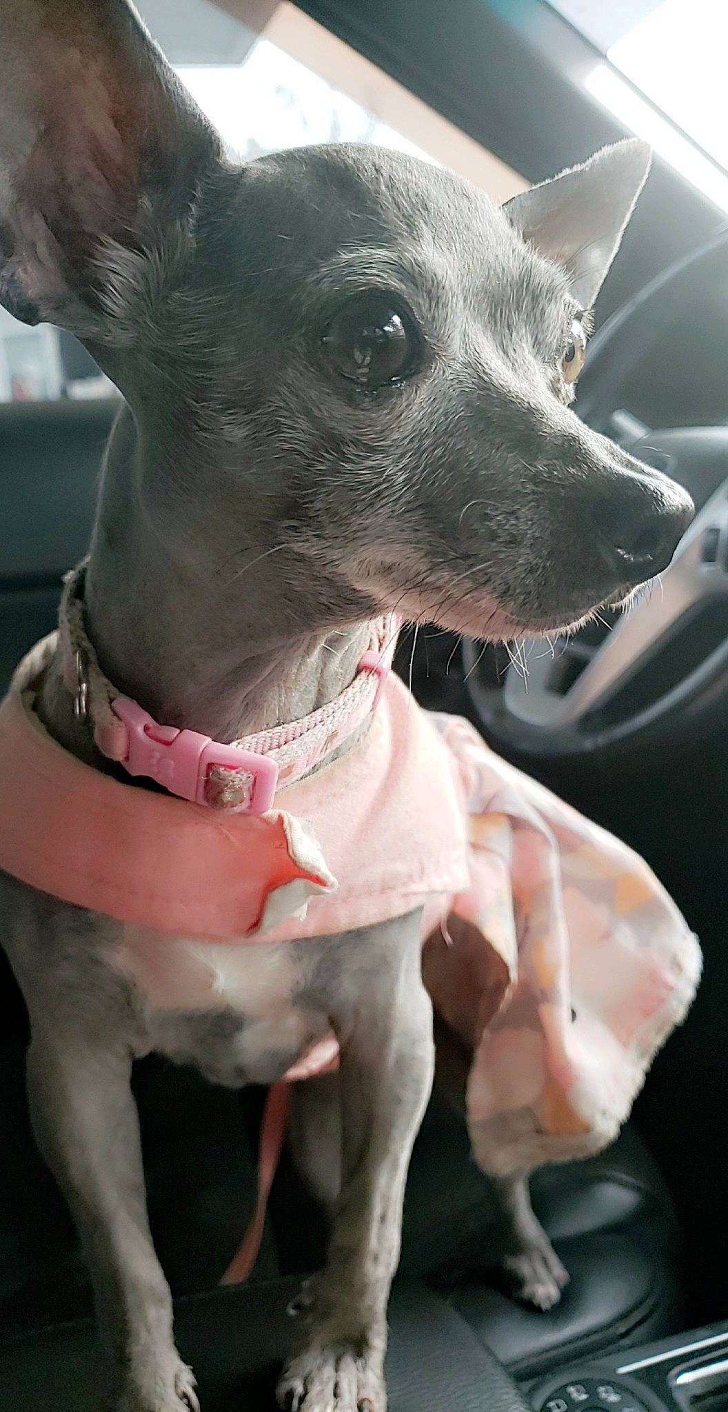 Loulou Annabelle joined the competition — help win amazing prizes! american_hairless_terrier, canidae, carnivore, chihuahua, companion_dog, dog, dog_breed, ear, fawn, feist, mammal, mexican_hairless_dog, miniature_fox_terrier, peruvian_hairless_dog, rare_breed_dog, rat_terrier, snout, toy_dog, toy_fox_terrier, vertebrate