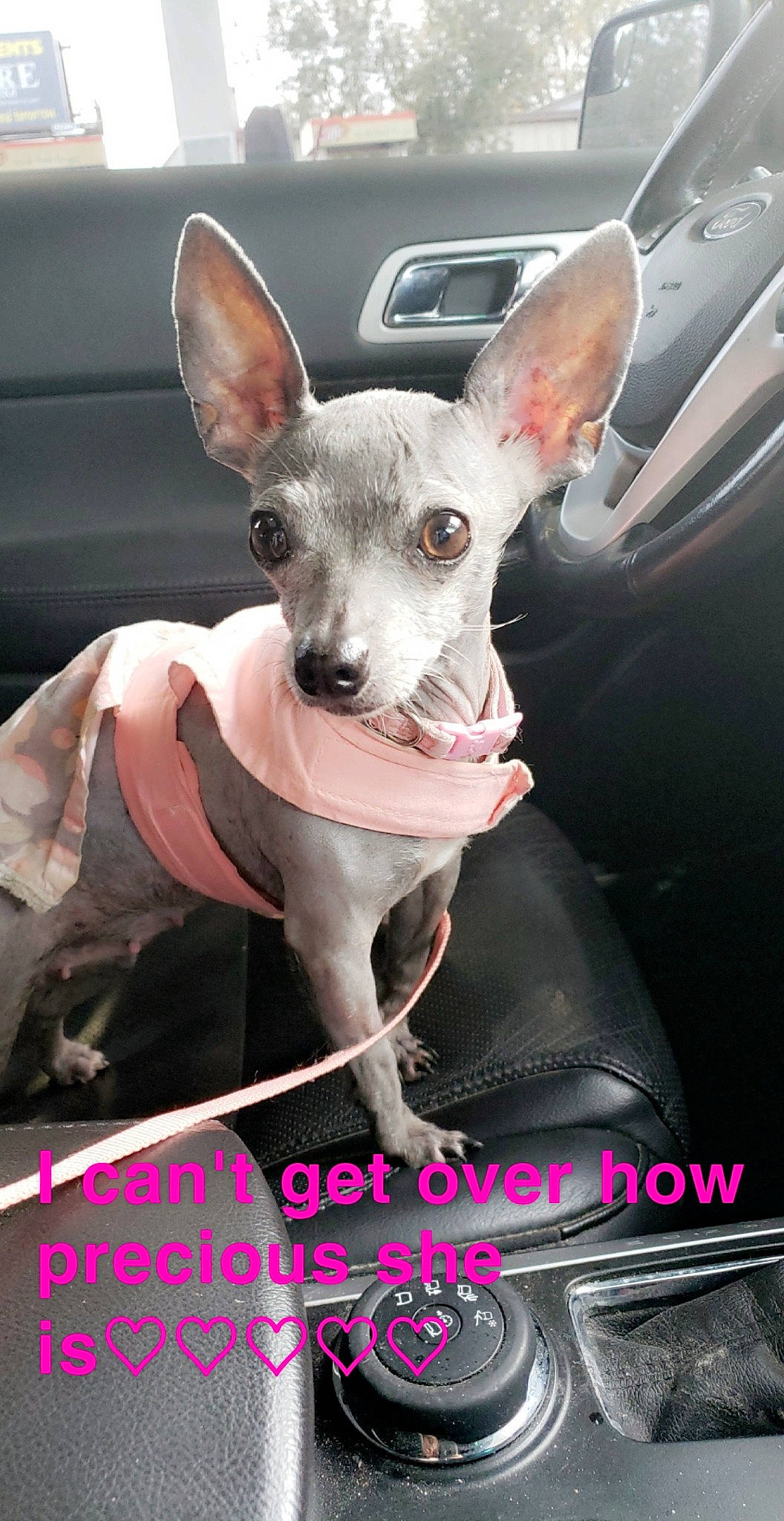 Loulou Annabelle joined the competition — help win amazing prizes! american_hairless_terrier, canidae, carnivore, chihuahua, companion_dog, dog, dog_breed, ear, fawn, mammal, mexican_hairless_dog, non_sporting_group, peruvian_hairless_dog, photo_caption, rare_breed_dog, snout, toy_dog, vertebrate