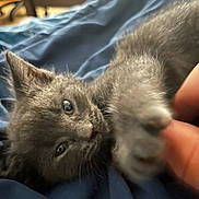 Lucy is registered to the contest to win money with this photo: kitten, gray_fur, cat, pet, playful, paw, human_hand, blue_blanket, indoor, cute, animal, feline, young, closeup, soft_fur, curious, relaxed, bedroom, domestic_animal, whiskers