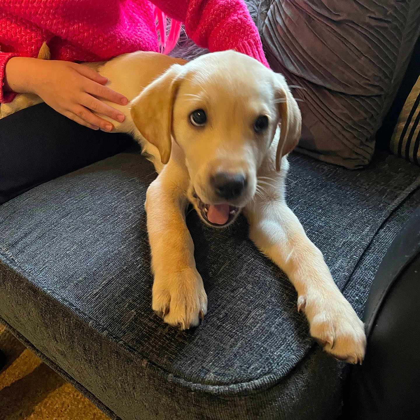 Oakley joined the competition — help win amazing prizes! animal, architecture, armchair, building, canine, chair, couch, cushion, dog, furniture, goldenretriever, homedecor, hound, indoors, labradorretriever, livingroom, person, pet, puppy, room