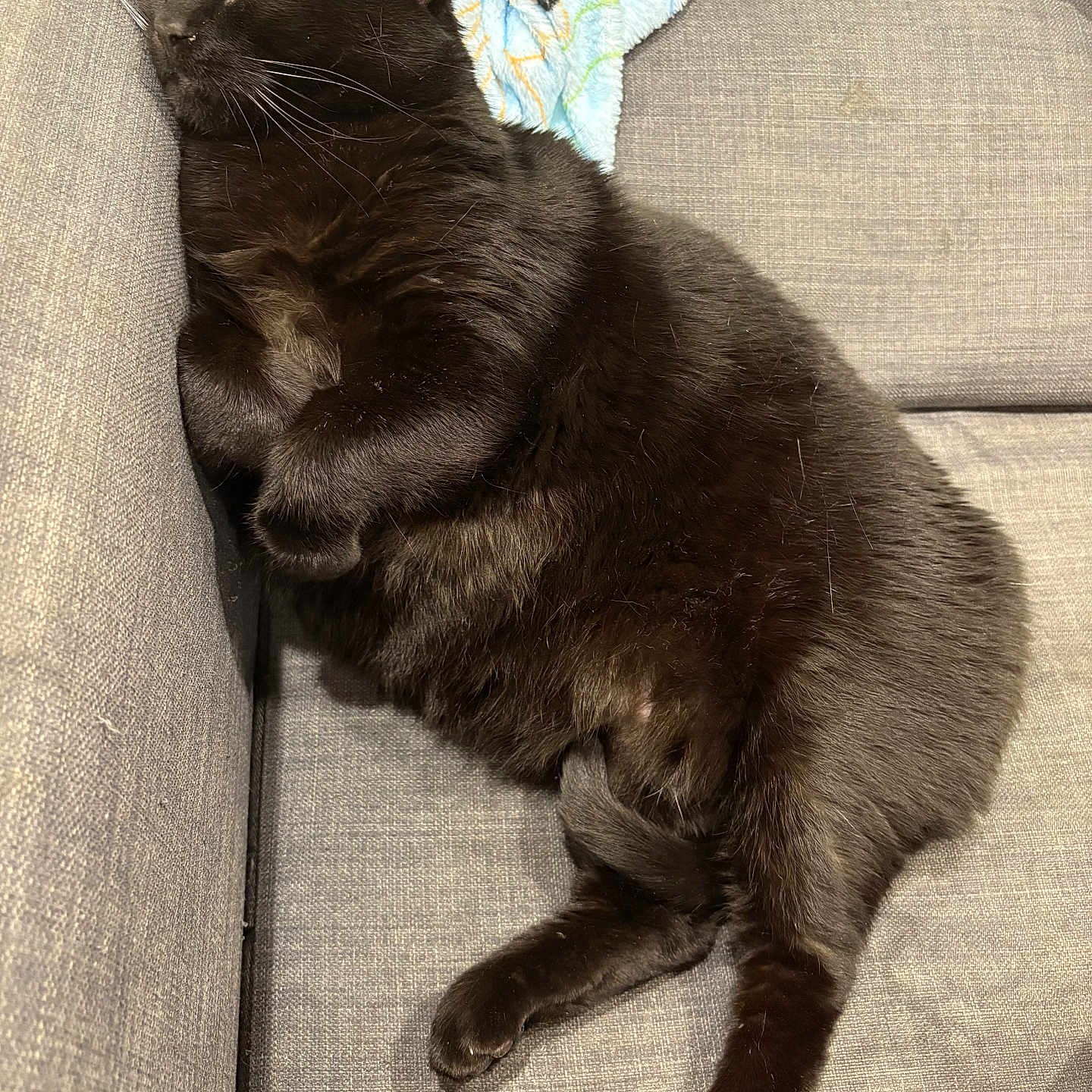 Ash is registered to the contest to win money with this photo: abyssinian, animal, architecture, armchair, blackcat, building, cat, chair, couch, cushion, furniture, homedecor, indoors, linen, livingroom, manx, pet, room